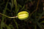 Turk's cap lily